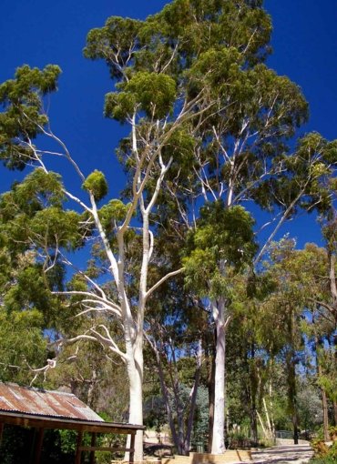 Suresh Forestry Network